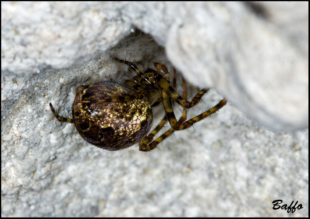 Metellina merianae